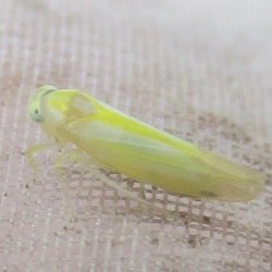 Alebra coryli